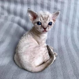 ino