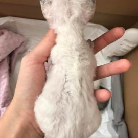 karaya65