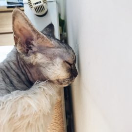 kiki-kopia
