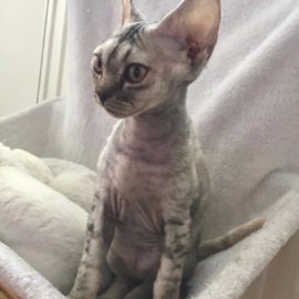 kiki764