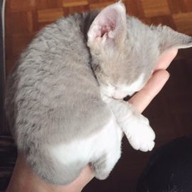 lulu lulu