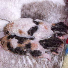 male 6