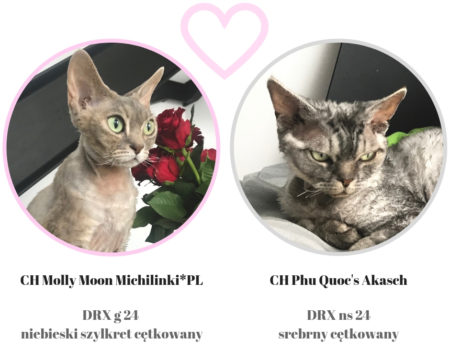 CH Molly Moon Michilinki*PL CH Molly Moon Michilinki*PL
