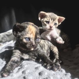 ori oreo ori oreo